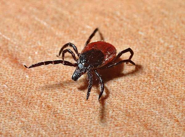 Maladie de Lyme