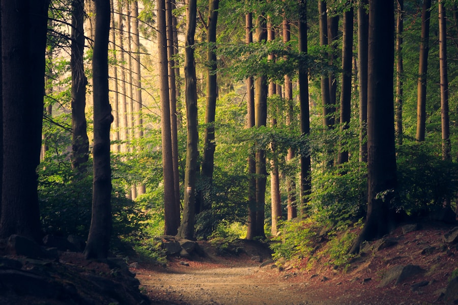 Forêt de pins et sapins