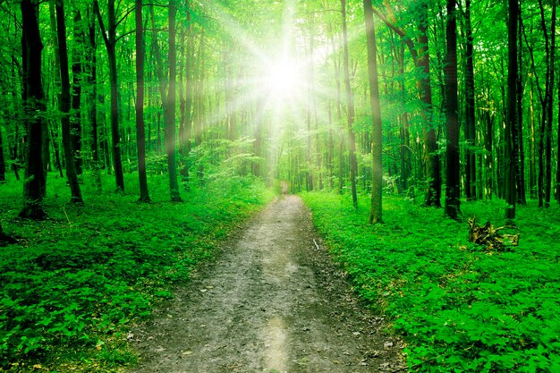 Un chemin vers la santé